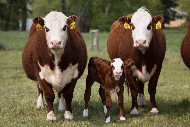 BGN 56.6 million are allocated for livestock breeders and potato producers