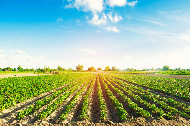 Rritja e sektorit agro-ushqimor